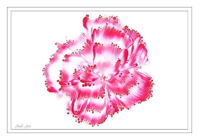 Pink Dipped Flower - Digital Image